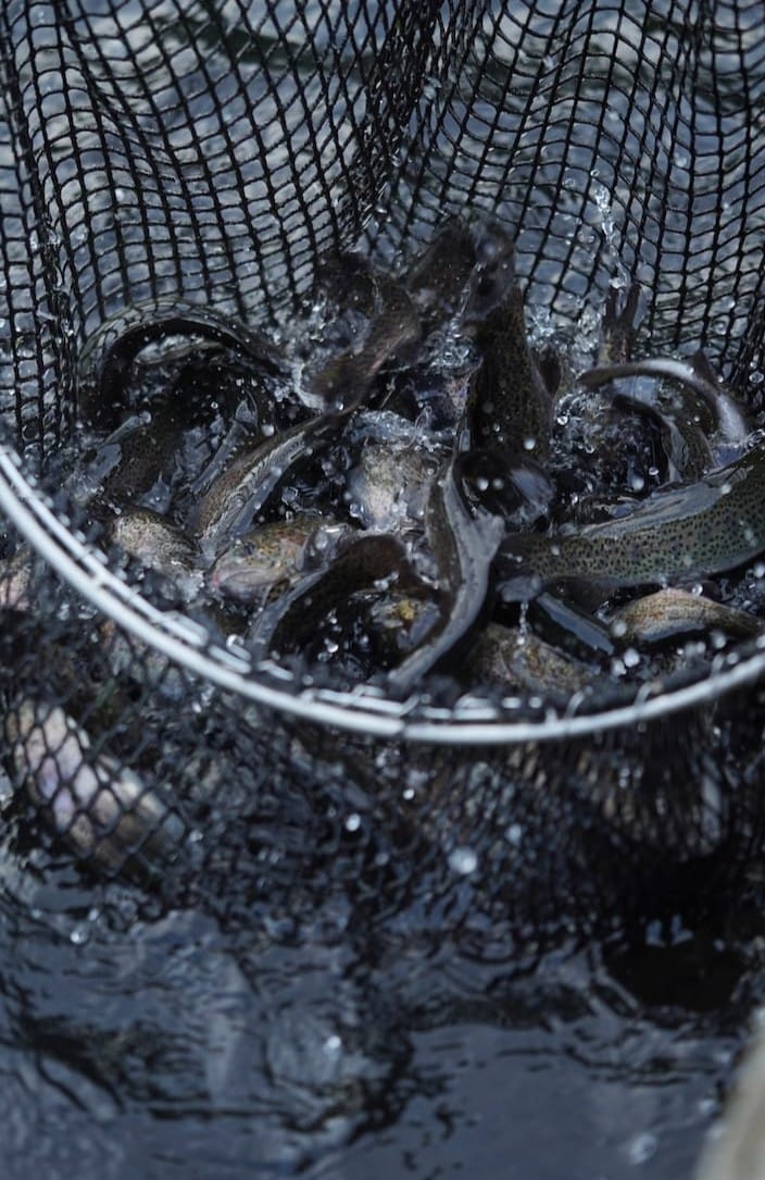 八千穂漁業 | 信州サーモン