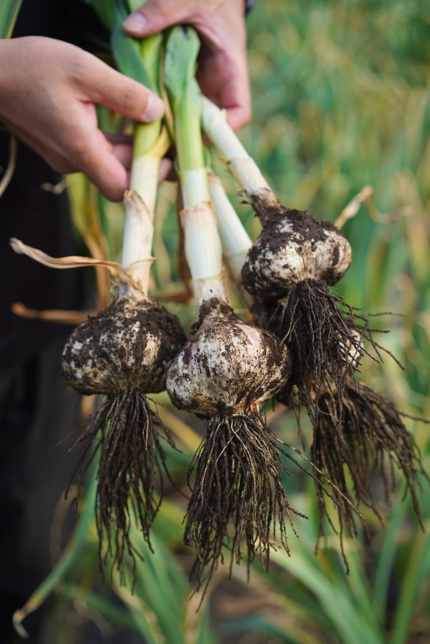 みどりの里 | ベビーリーフ・生にんにく