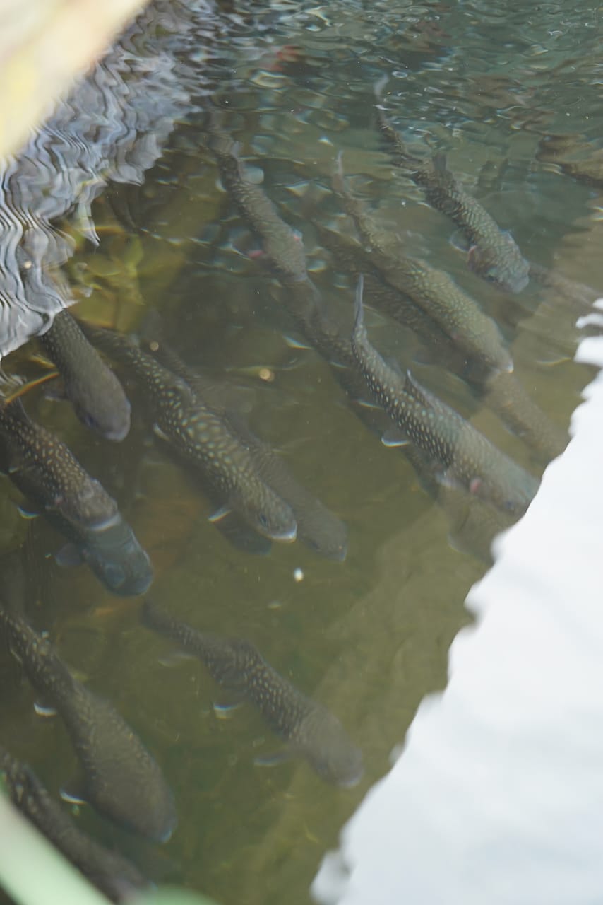 八千穂漁業 | 信州サーモン