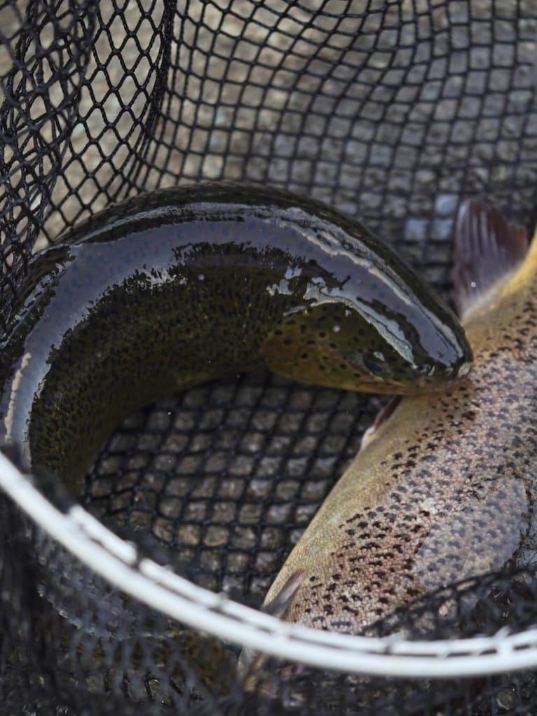 八千穂漁業 | 信州サーモン