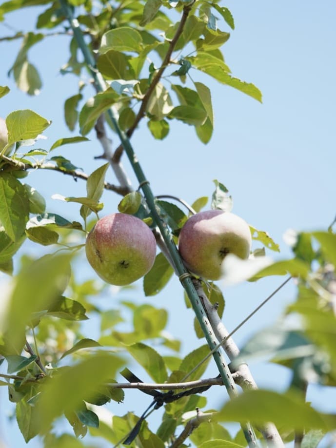 りんごやSUDA | りんご