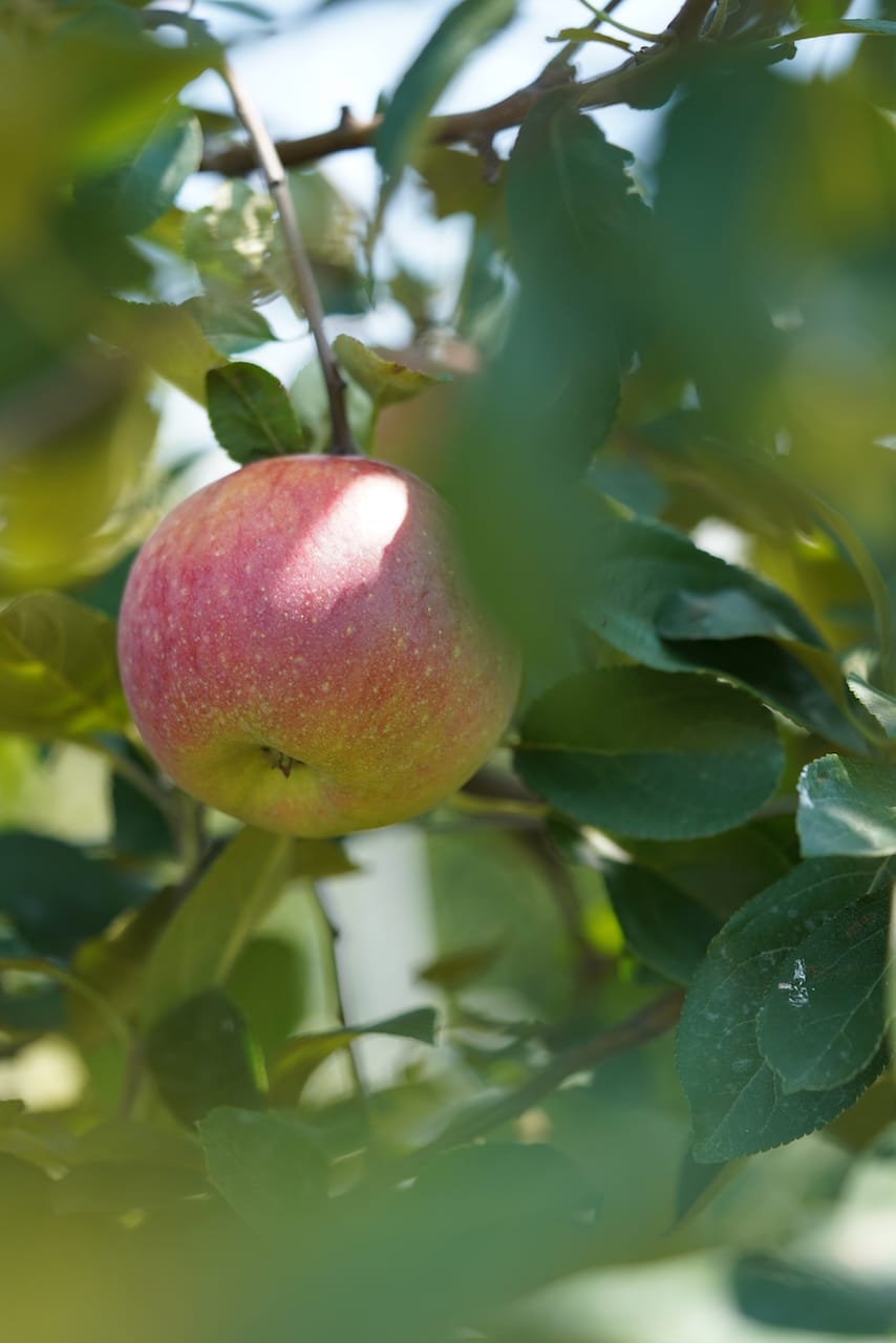 りんごやSUDA | りんご