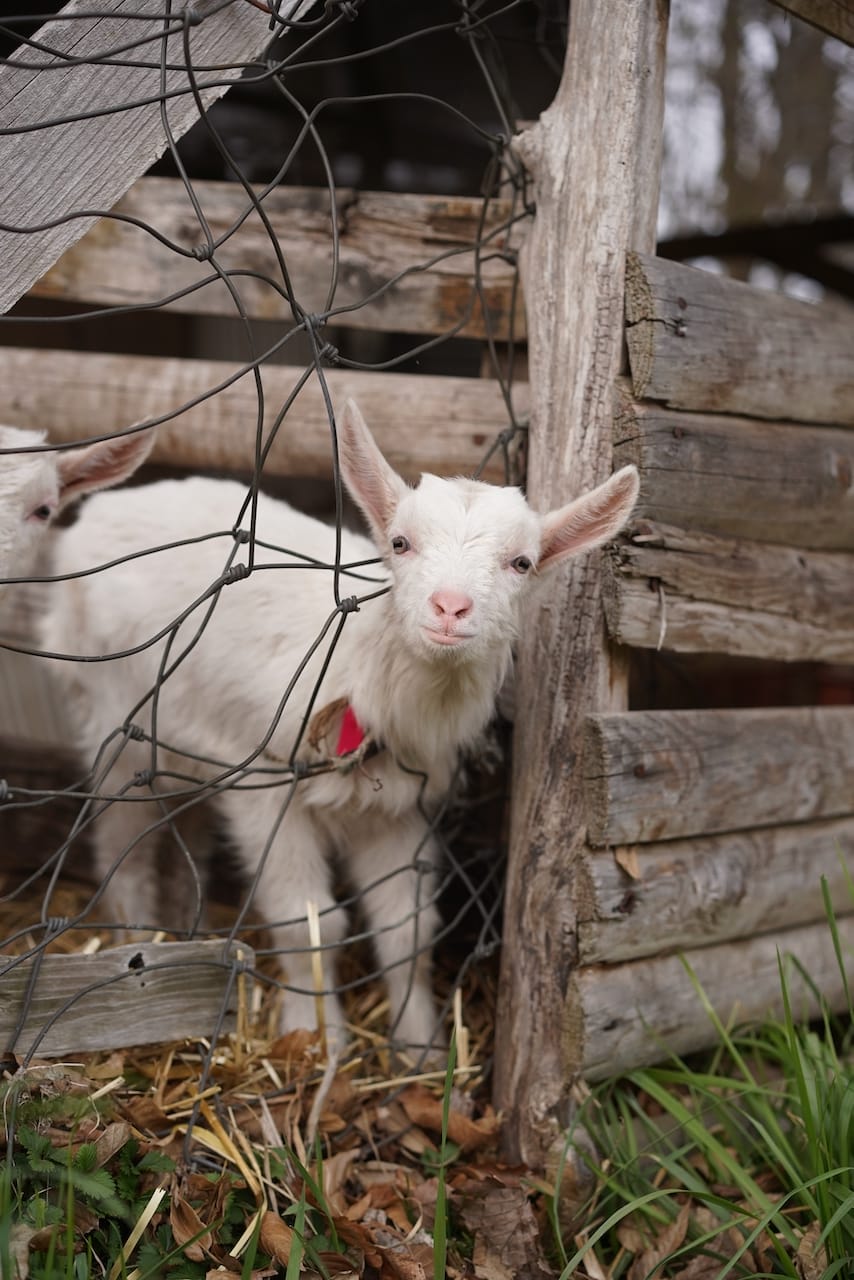 山田農場チーズ工房 | 山羊チーズ