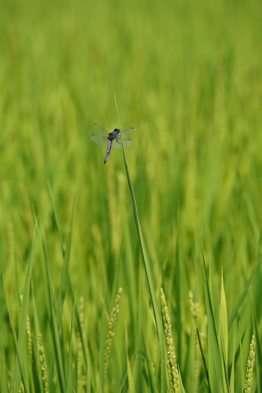 道の駅 ほっとぱ～く浅科 | 五郎兵衛米