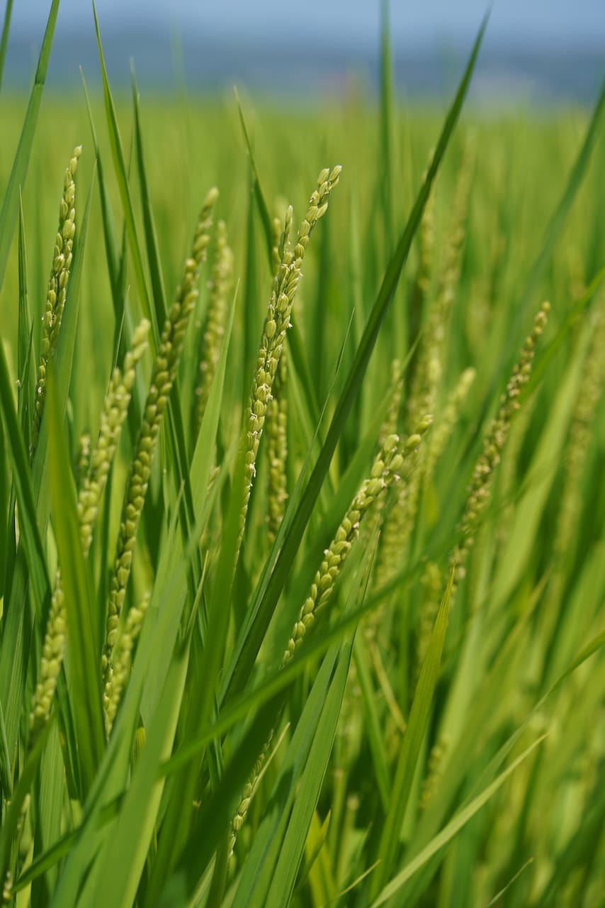 道の駅 ほっとぱ～く浅科 | 五郎兵衛米