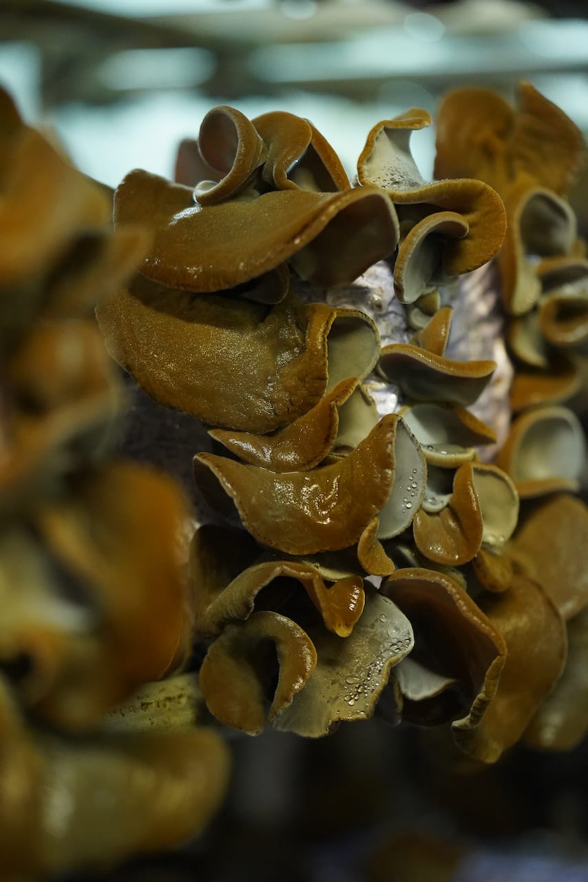 中山食茸 | 舞茸・椎茸・キクラゲ