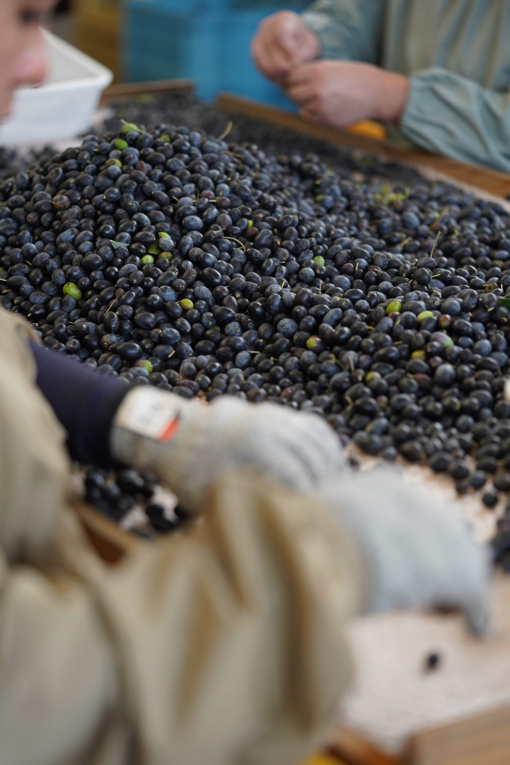 三豊オリーブ株式会社 | オリーブ