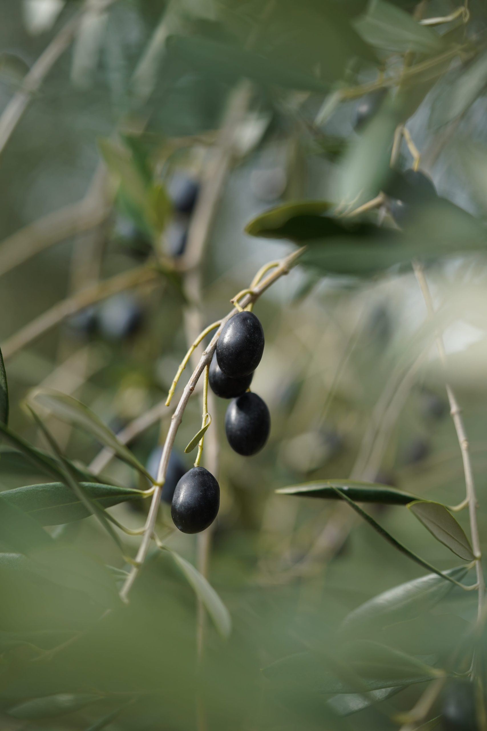 三豊オリーブ株式会社 | オリーブ