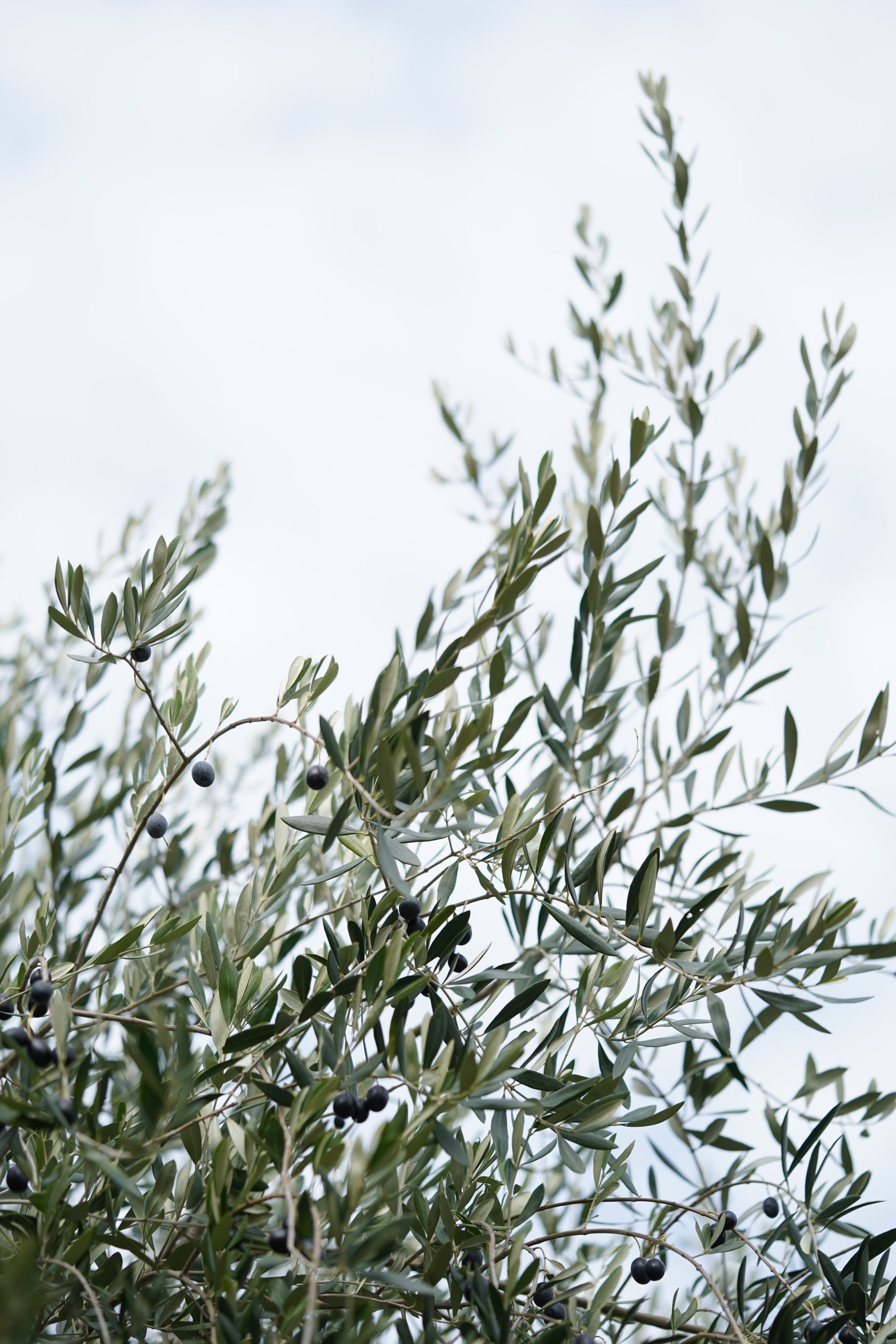 三豊オリーブ株式会社 | オリーブ