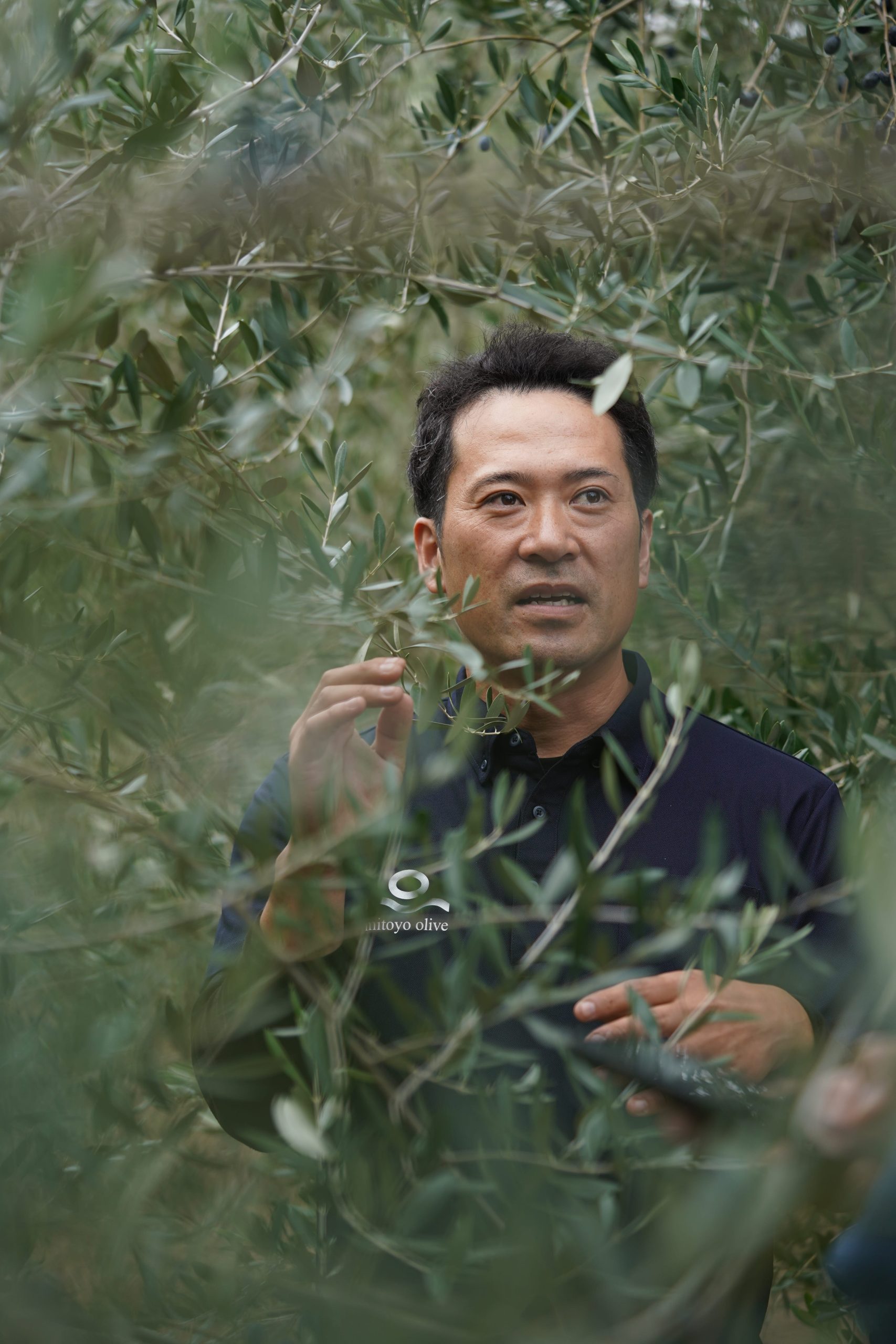 三豊オリーブ株式会社 | オリーブ