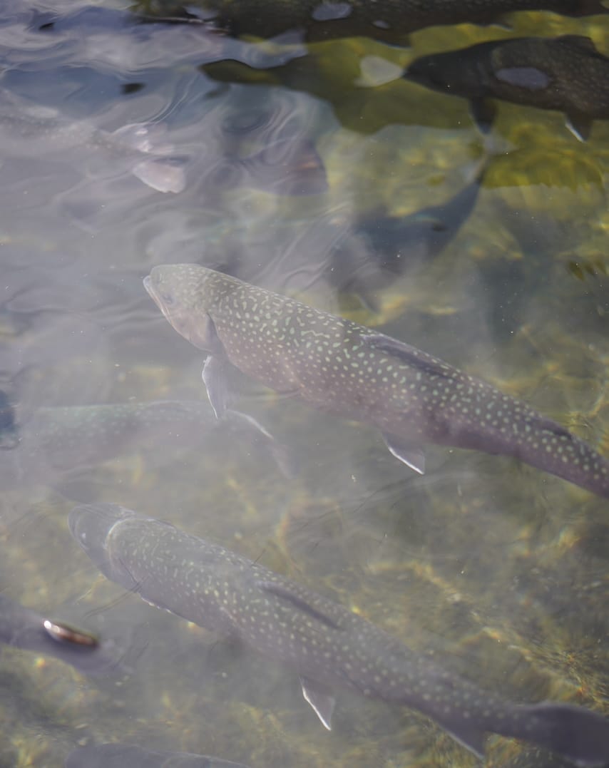 あづま養魚場 | 虹鱒