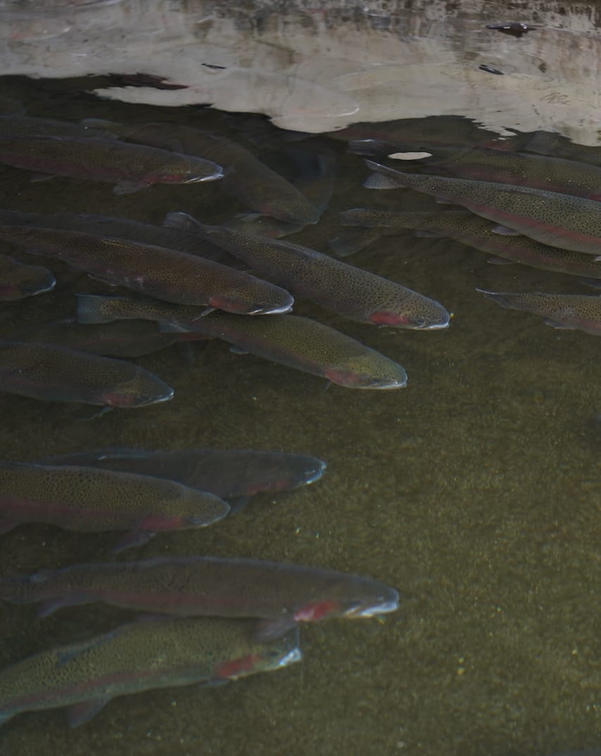 あづま養魚場 | 虹鱒
