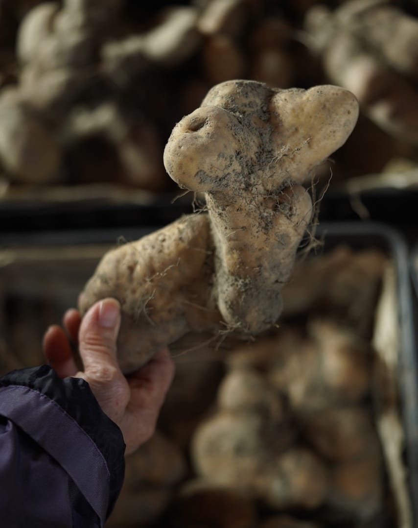 伊藤三枝子さん | 徳地やまのいも