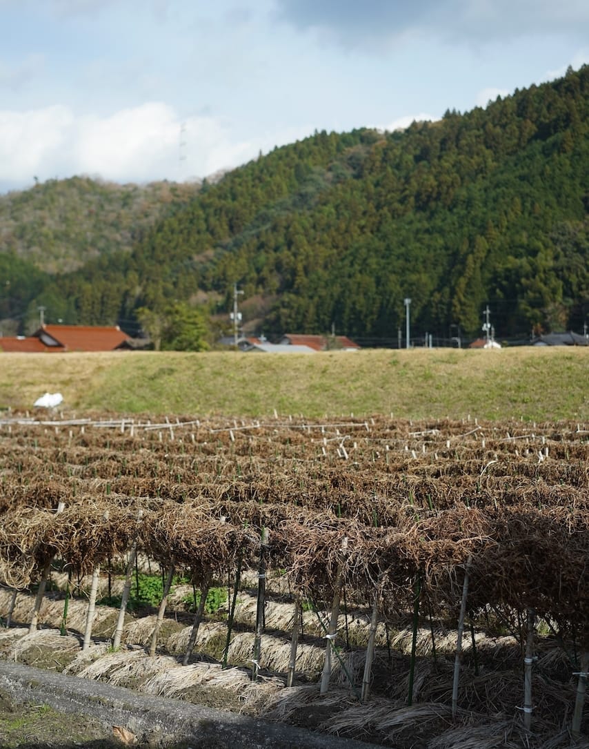伊藤三枝子さん | 徳地やまのいも