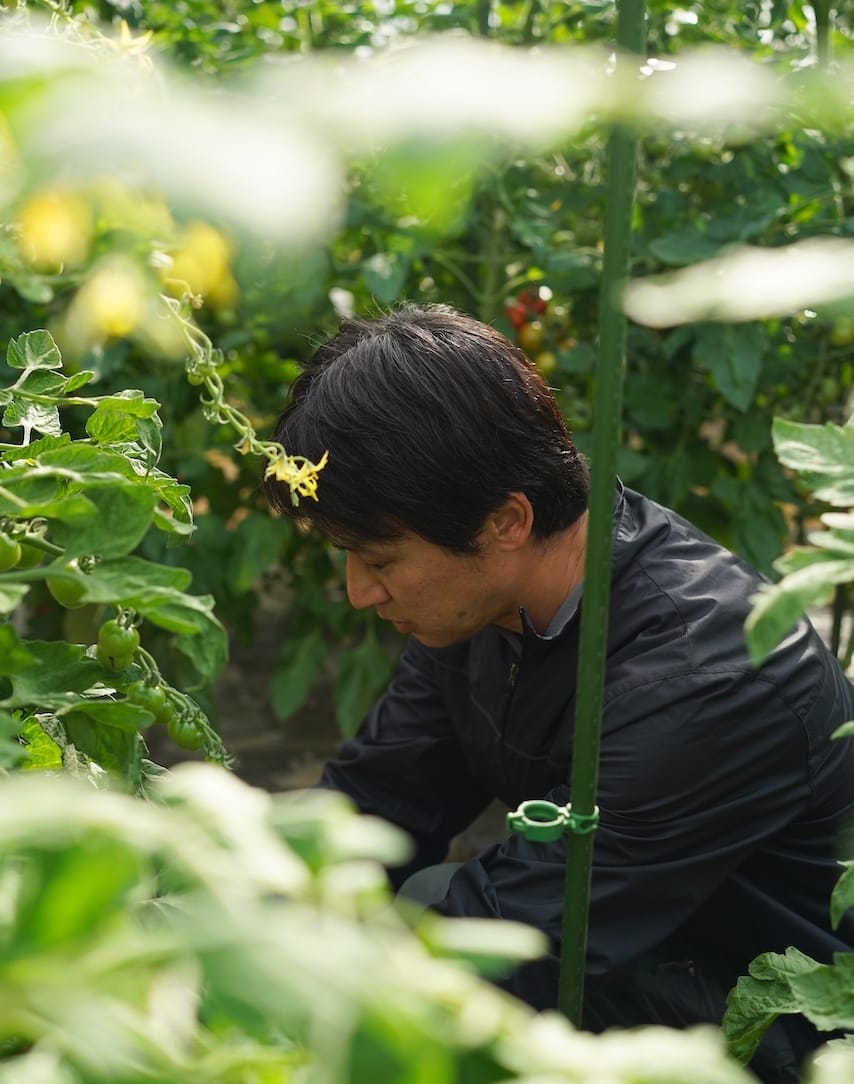 四つ葉農園 | トマト・アスパラ