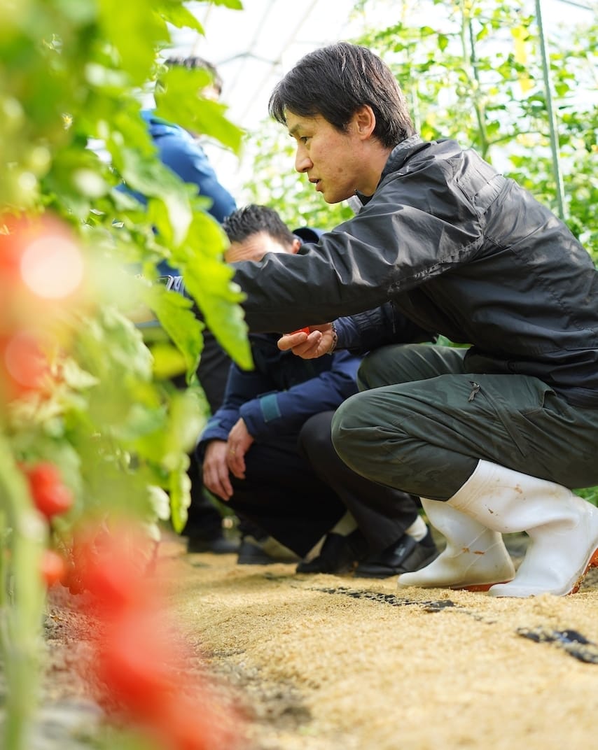 四つ葉農園 | トマト・アスパラ