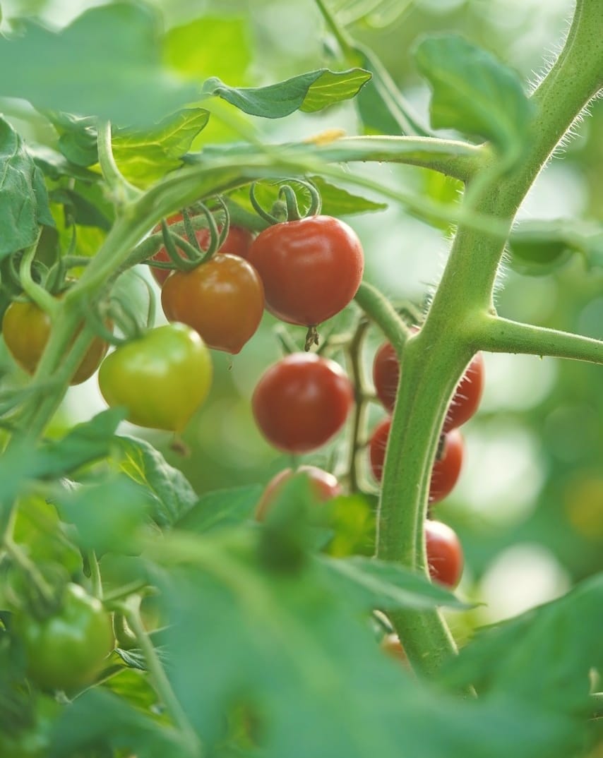 四つ葉農園 | トマト・アスパラ