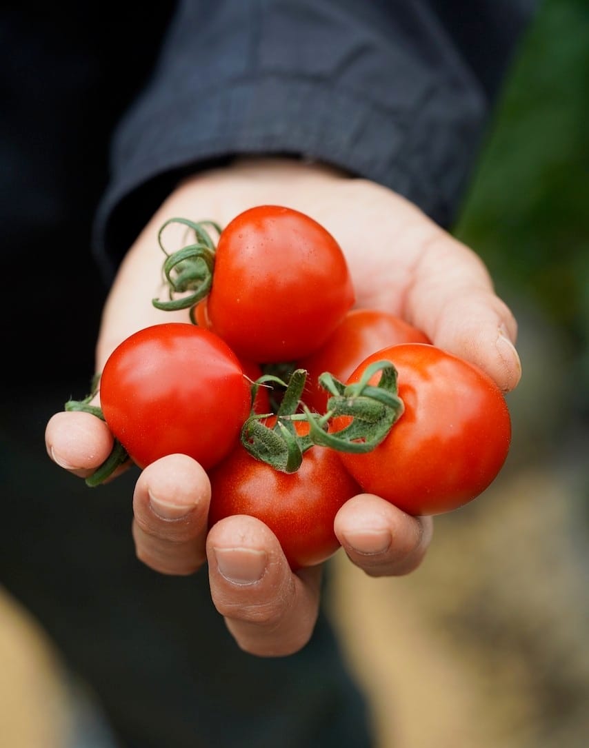 四つ葉農園 | トマト・アスパラ