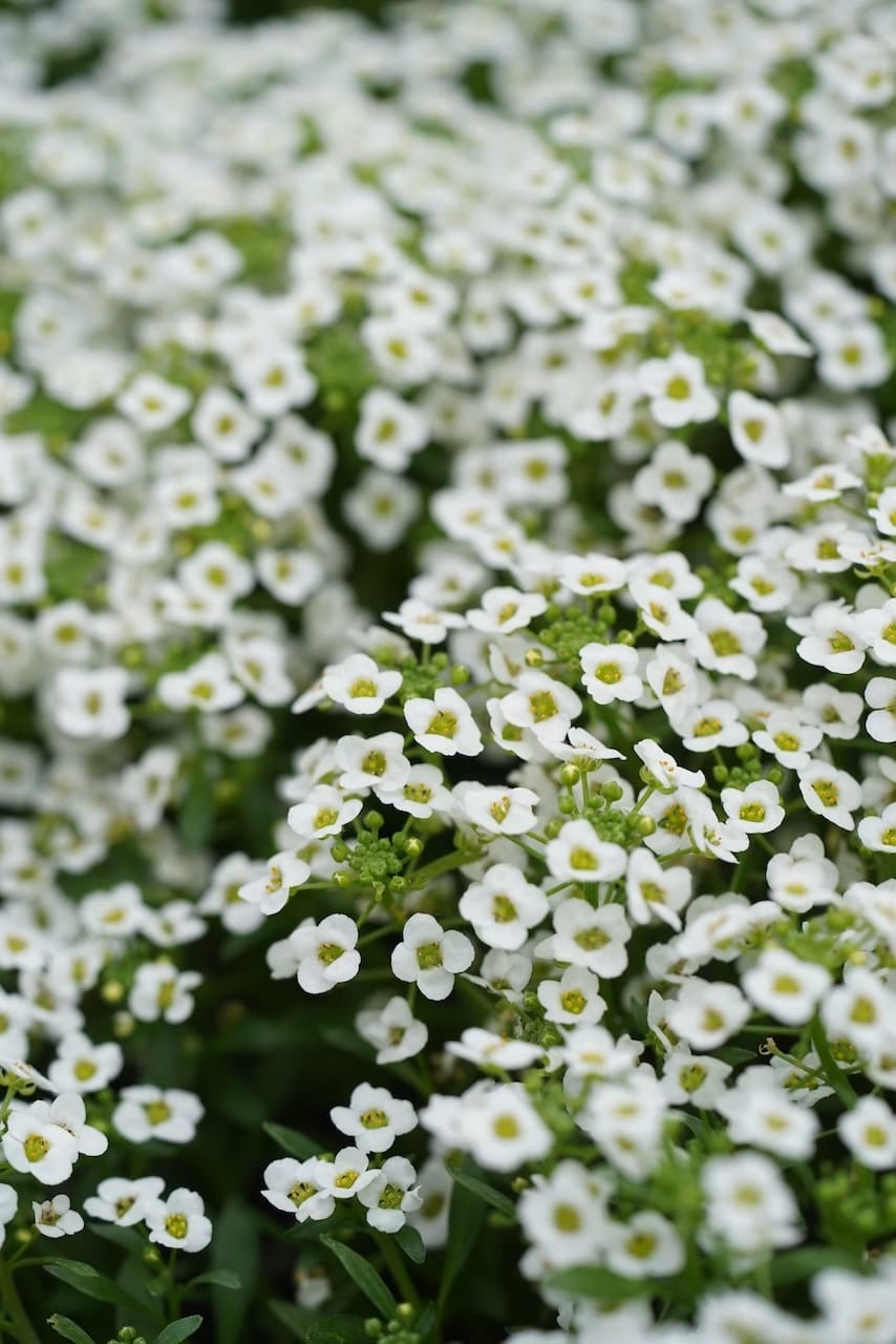 高掛農園 | マイクロリーフ