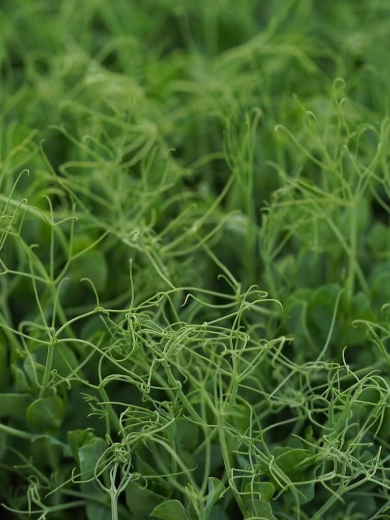 梶谷農園 | ハーブや花、野菜など