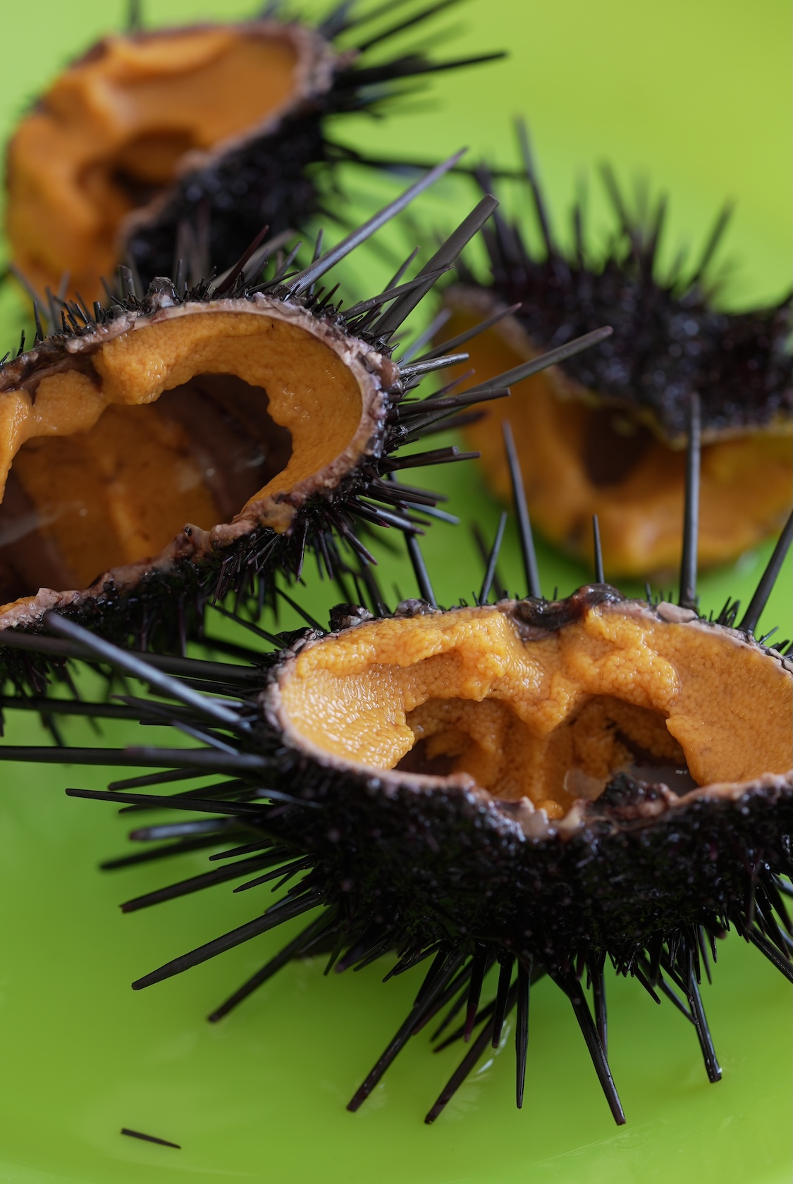 大分うにファーム | 紫雲丹