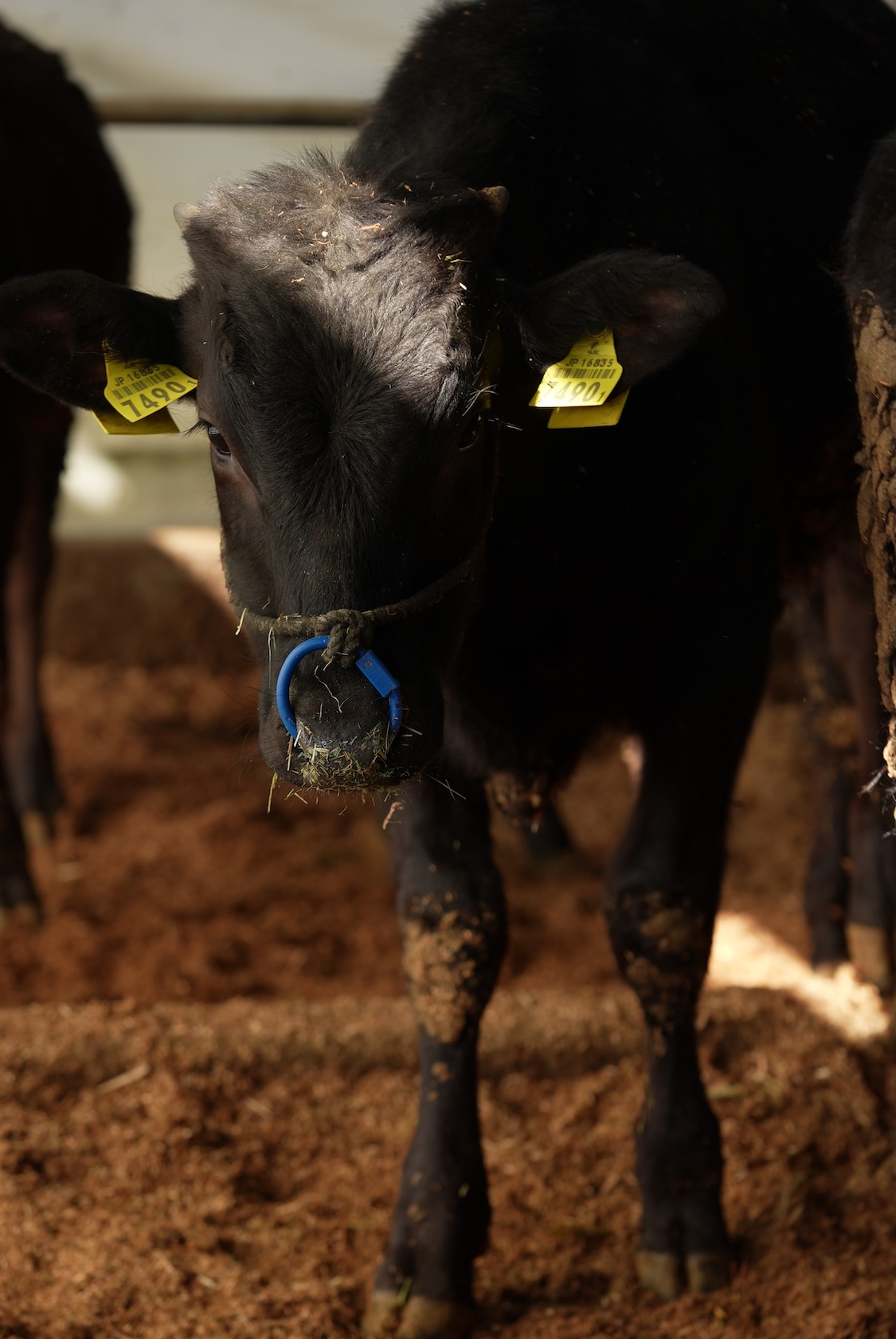 浦田牧場 | おおいた和牛