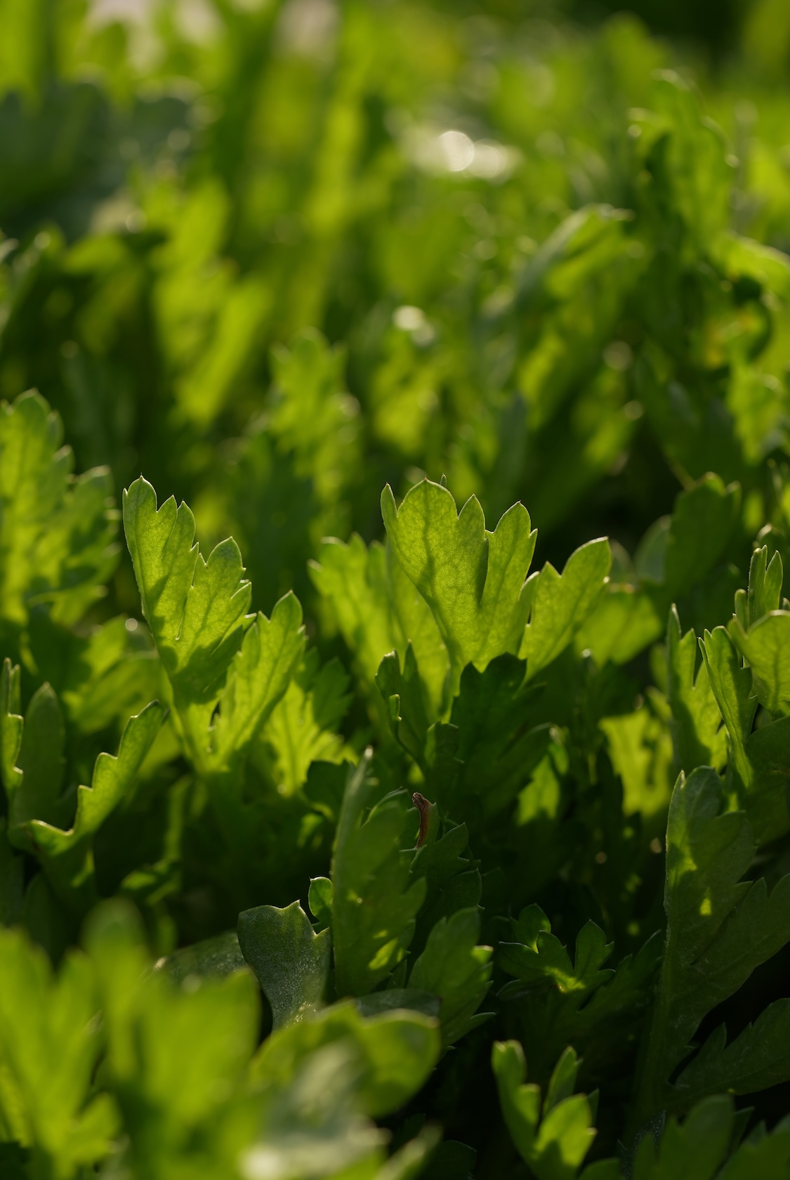 雲仙つむら農園 | 長崎伝統野菜
