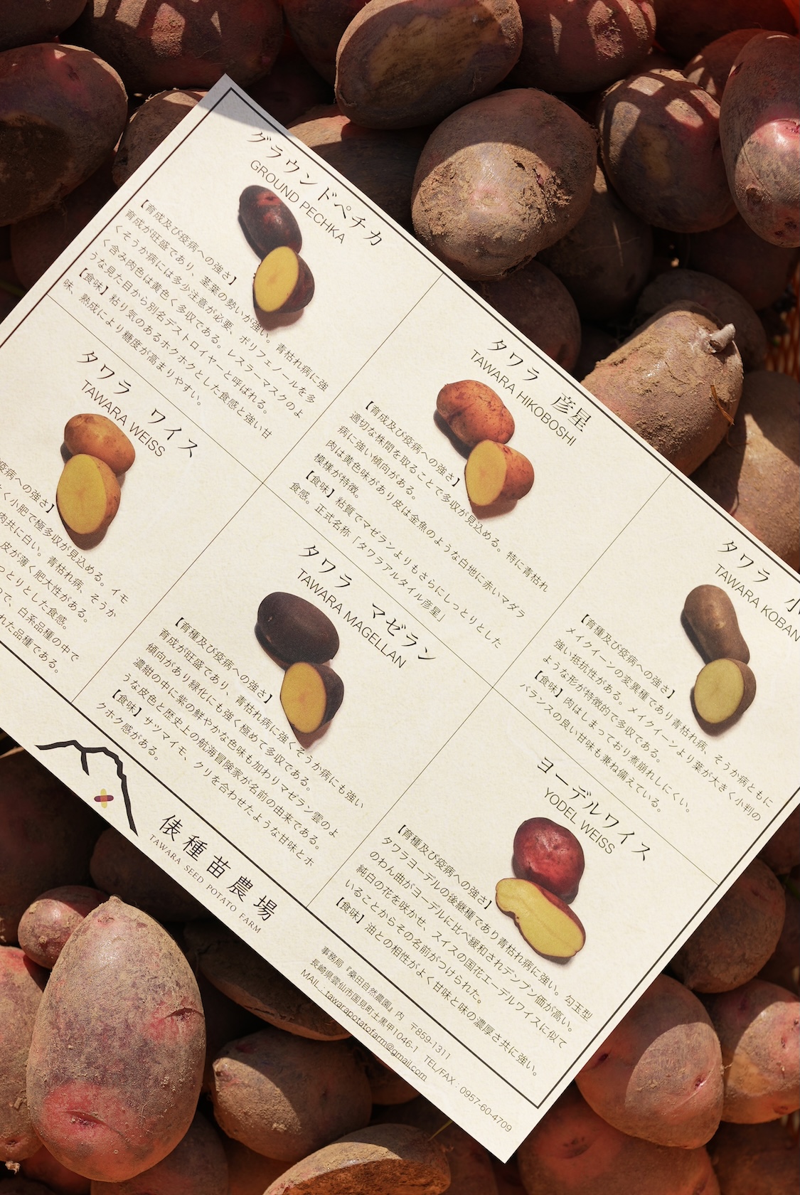 桑田自然農園 | 色付きジャガイモ