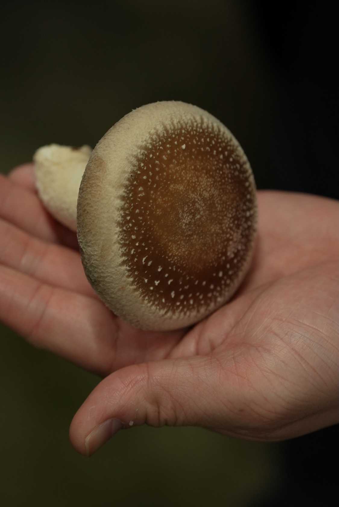 雲仙椎茸株式会社 | 雲仙しいたけ