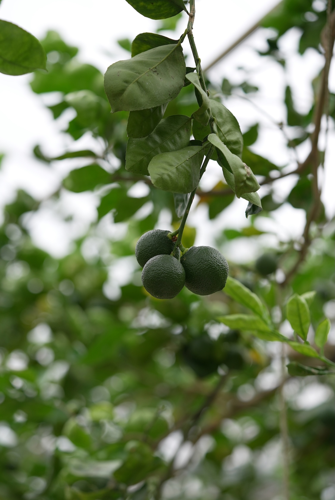 村井農園 | カボス