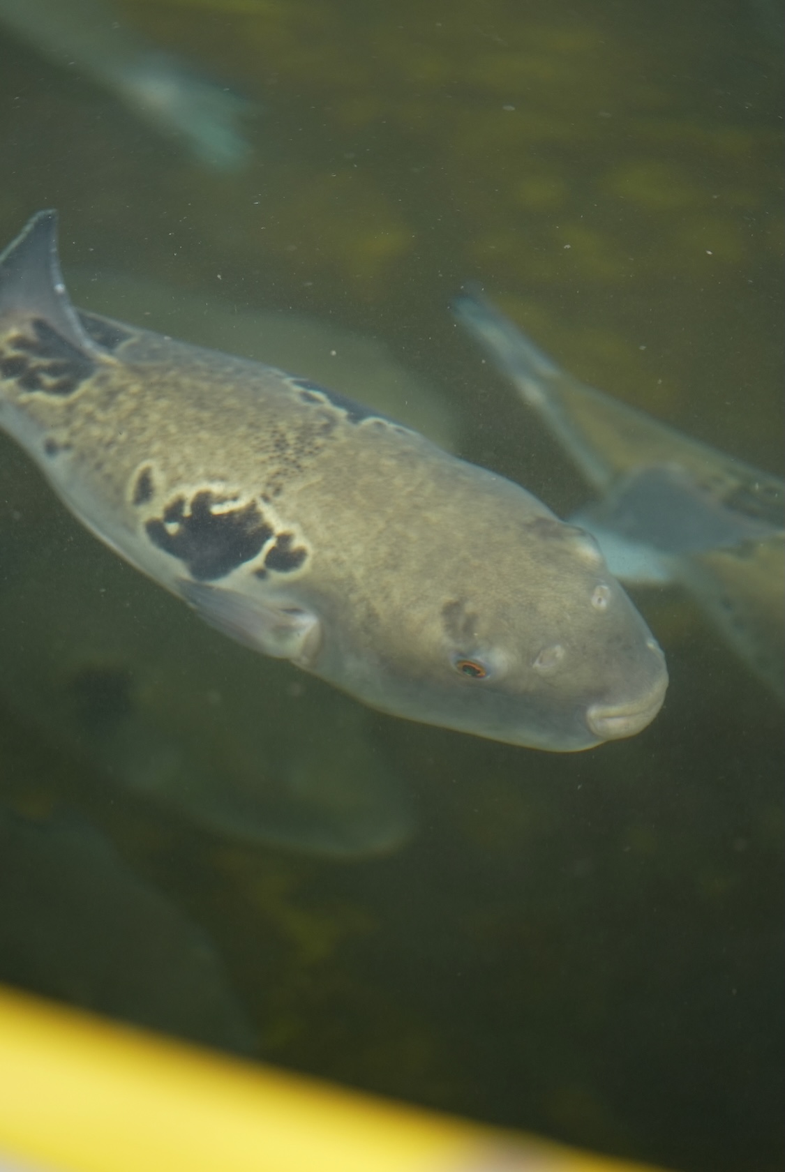 ふくのたね | ふぐ