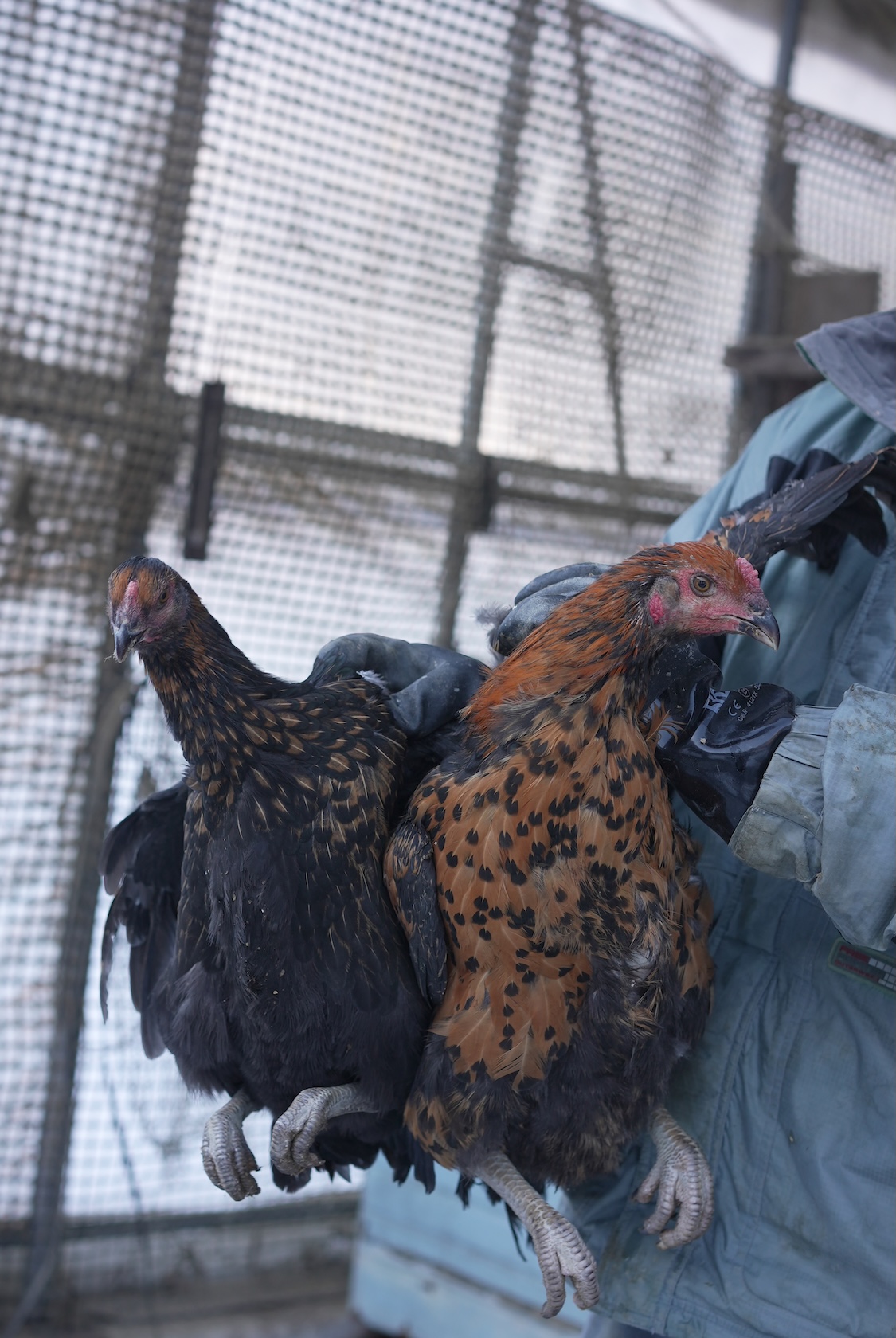 飛騨流葉牧場 | 飛騨地鶏