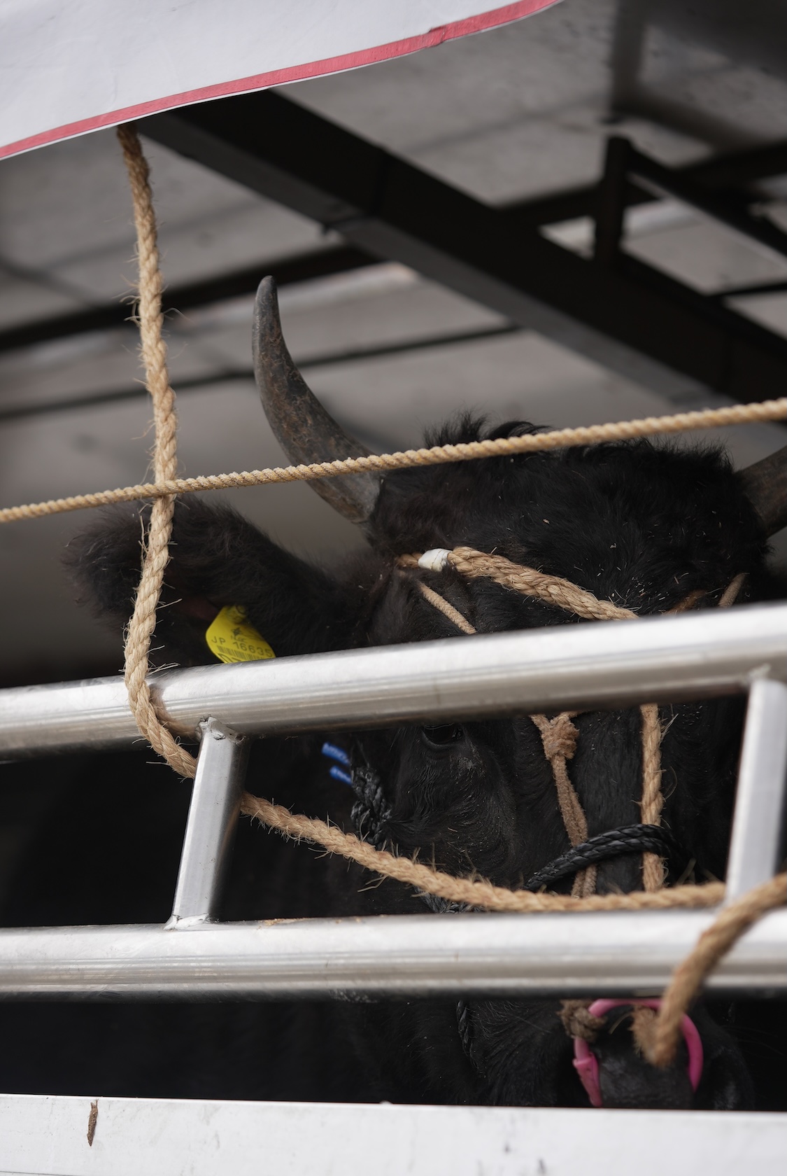 蒲生畜産 | 飛米牛
