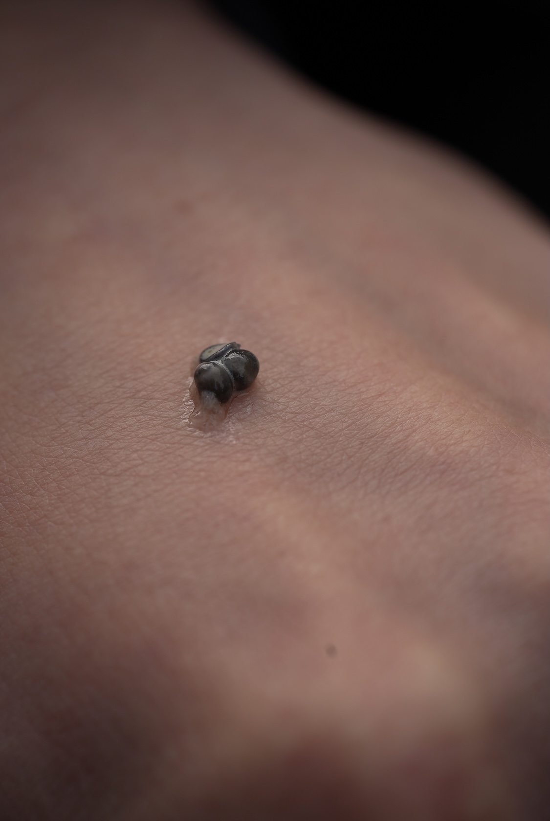 S Caviar Labo | キャビア