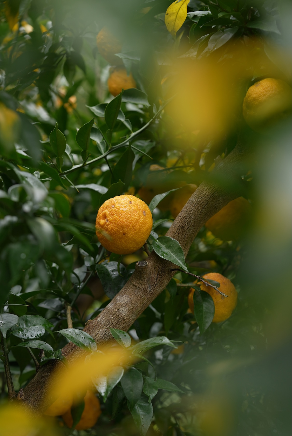 ピュアかみのほゆず | 柚子