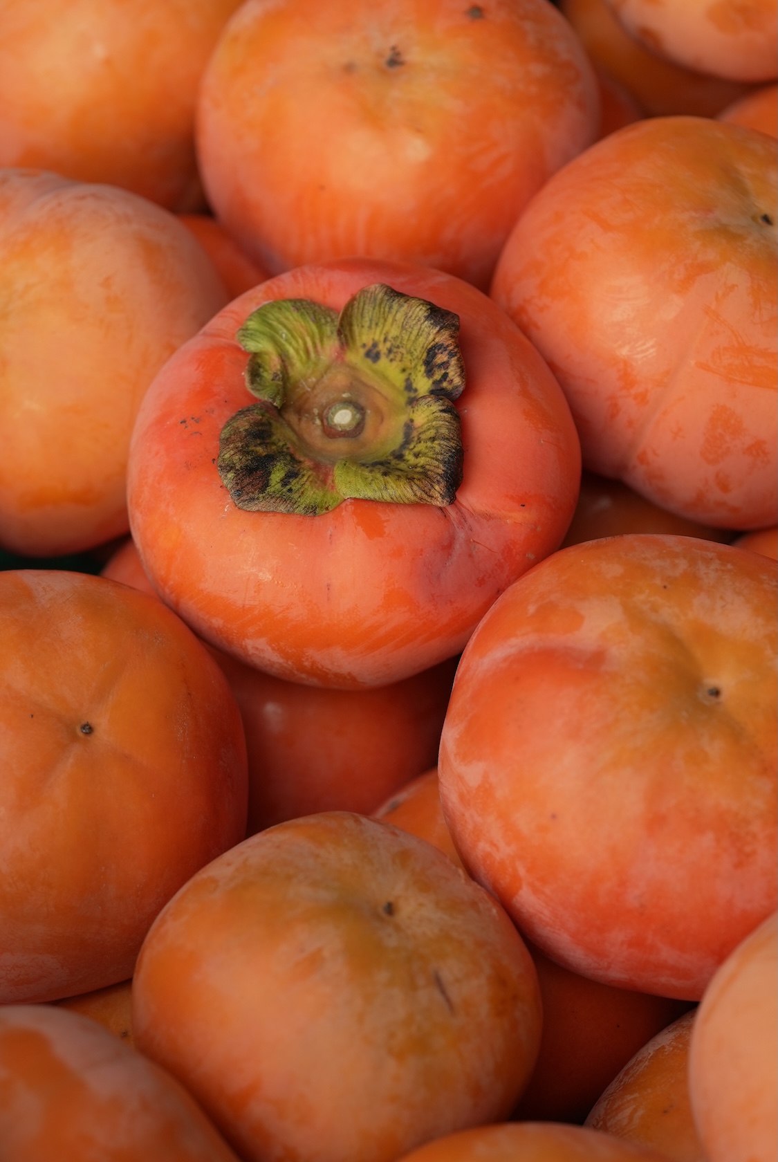 はやし柿園 | 柿