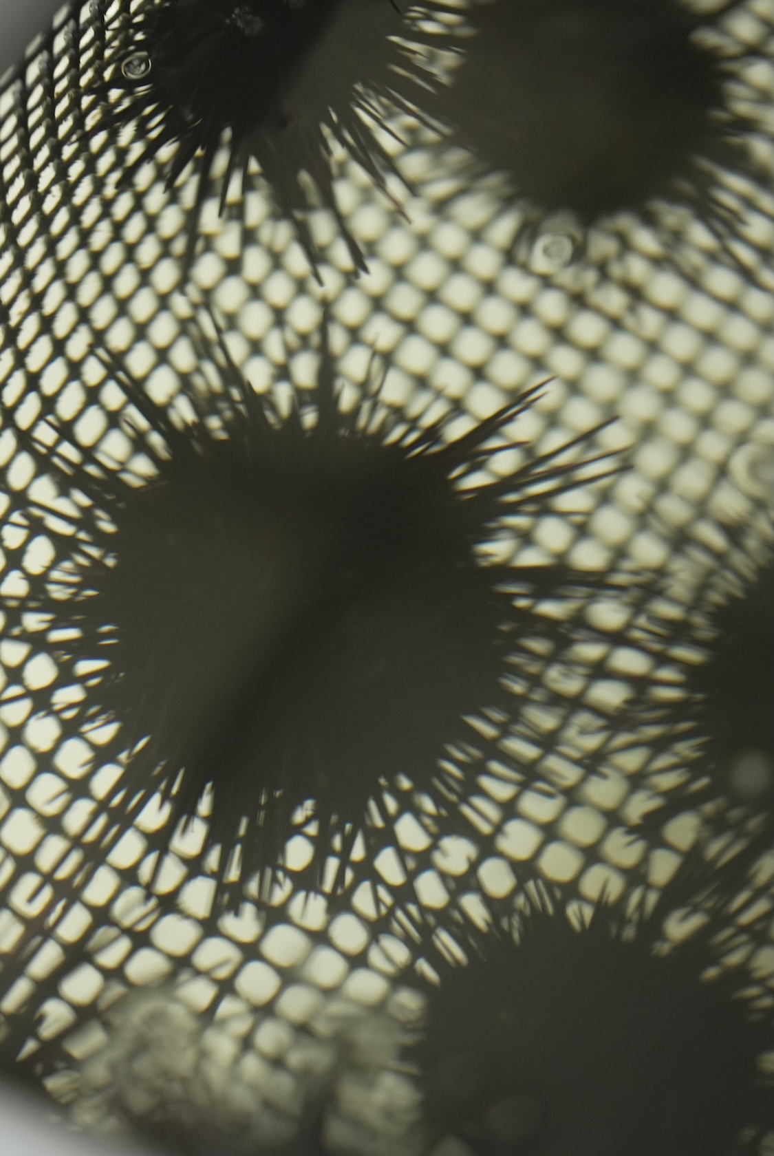 大分うにファーム | 紫雲丹