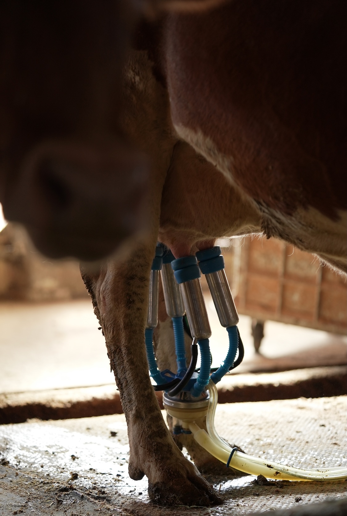 ガンジー牧場 | ガンジーミルク