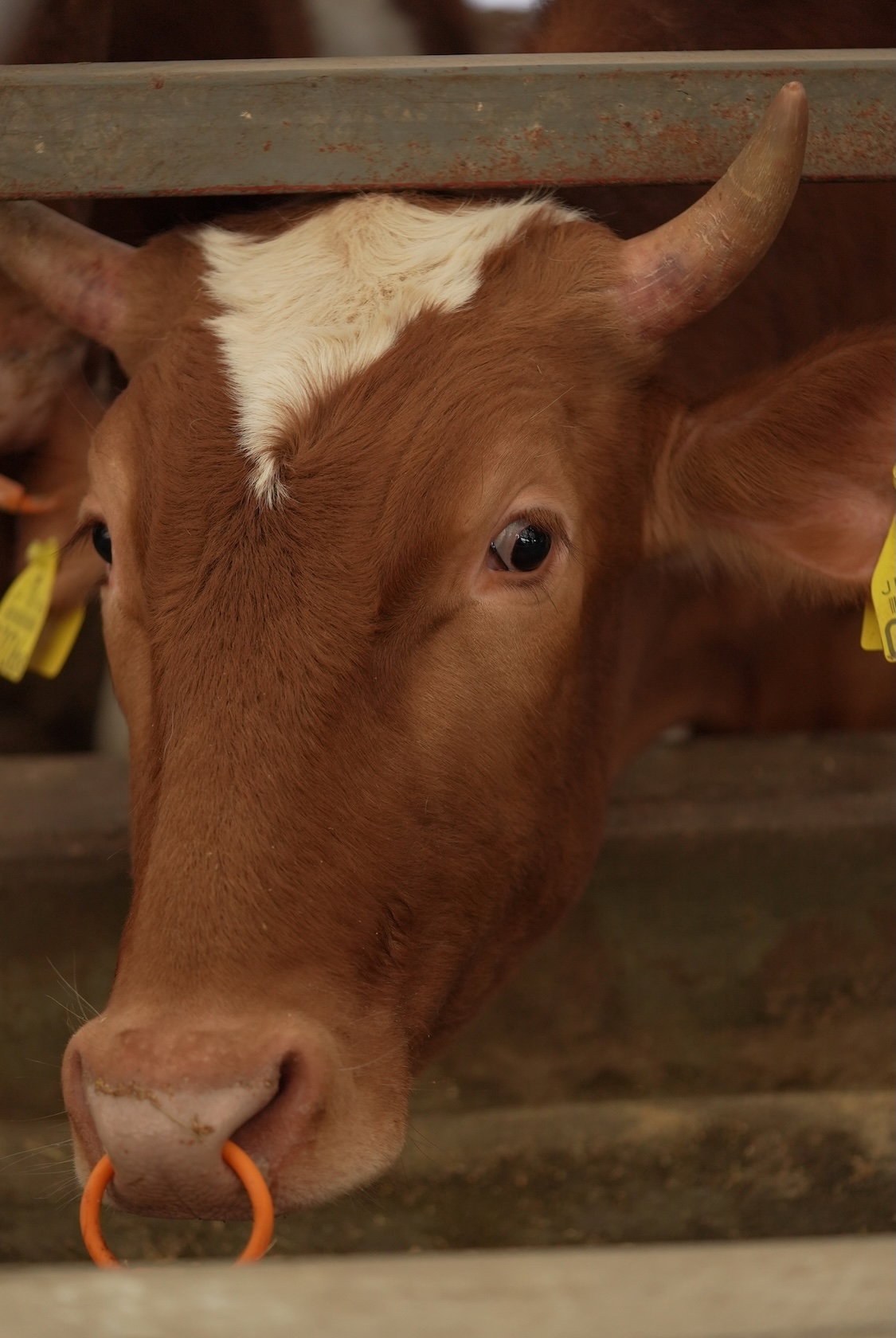 ガンジー牧場 | ガンジーミルク