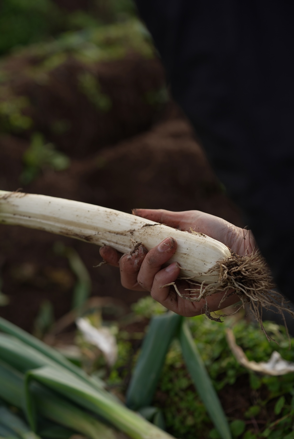 東農園 | 飛騨一本葱