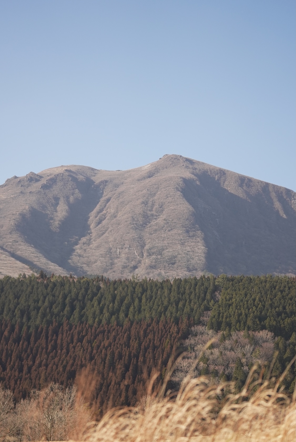 ガンジー牧場 | ガンジーミルク