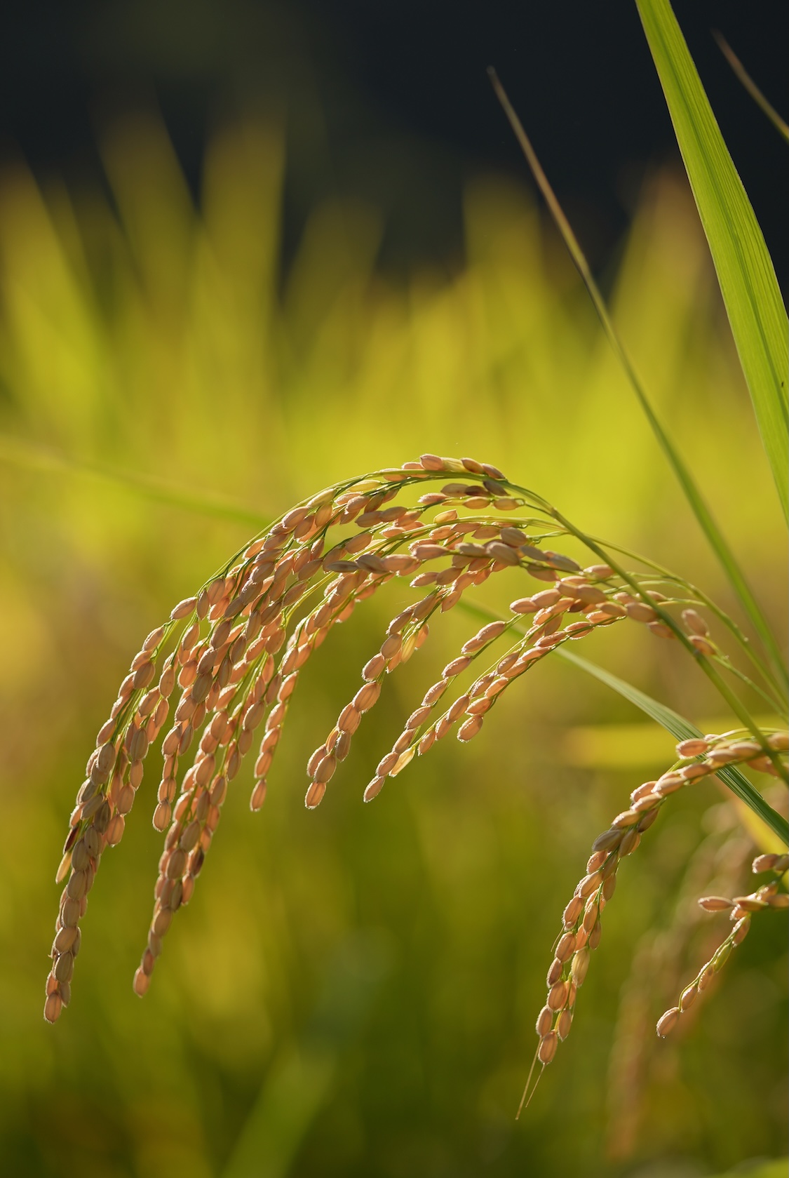 土遊野 | 米・卵・鶏肉