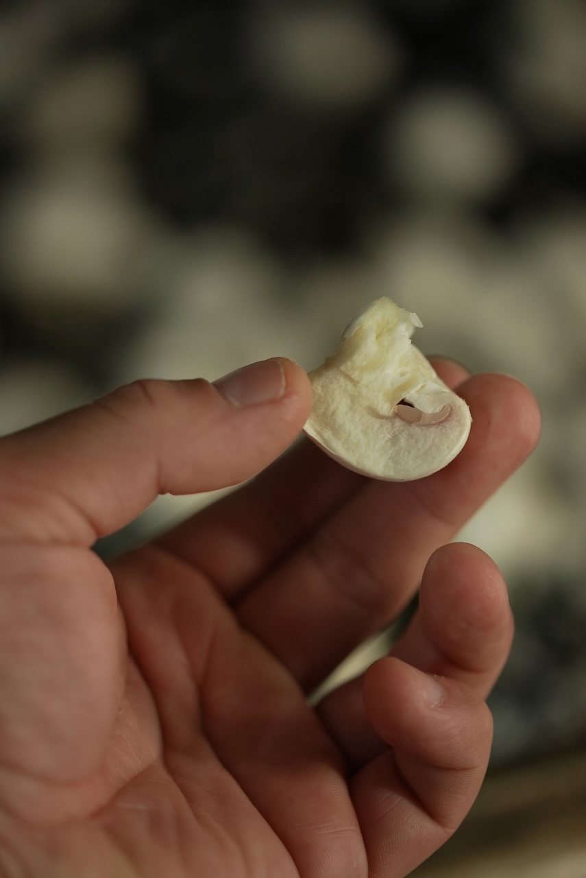 舟形マッシュルーム | マッシュルーム