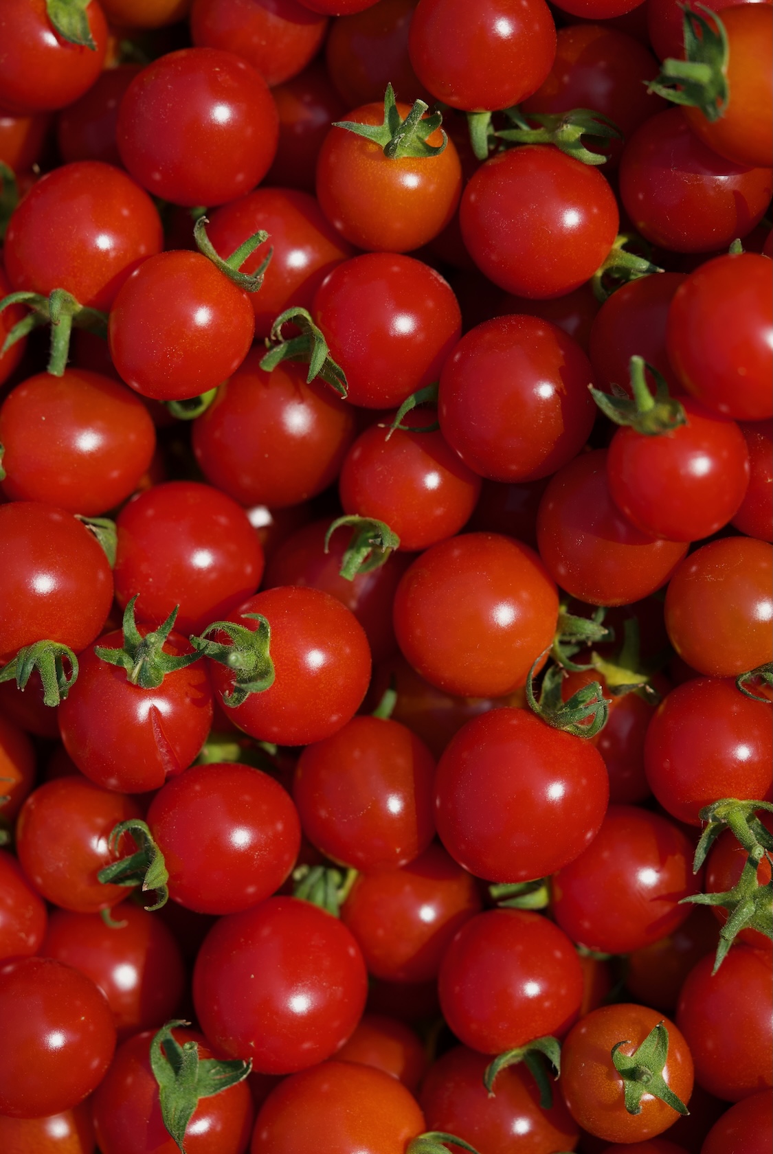 平田農園 | ミニトマト