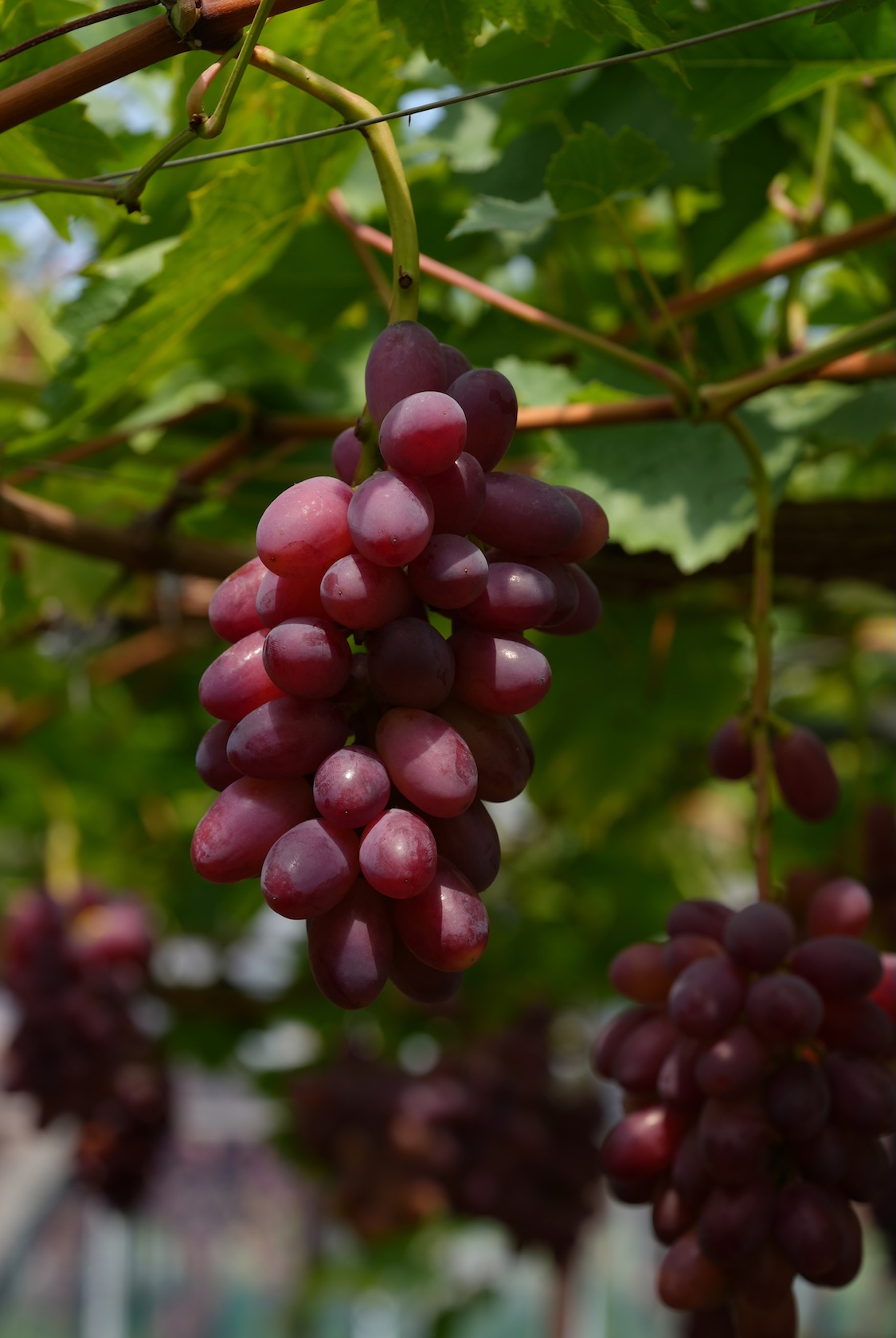 池田ぶどう農園 | ぶどう