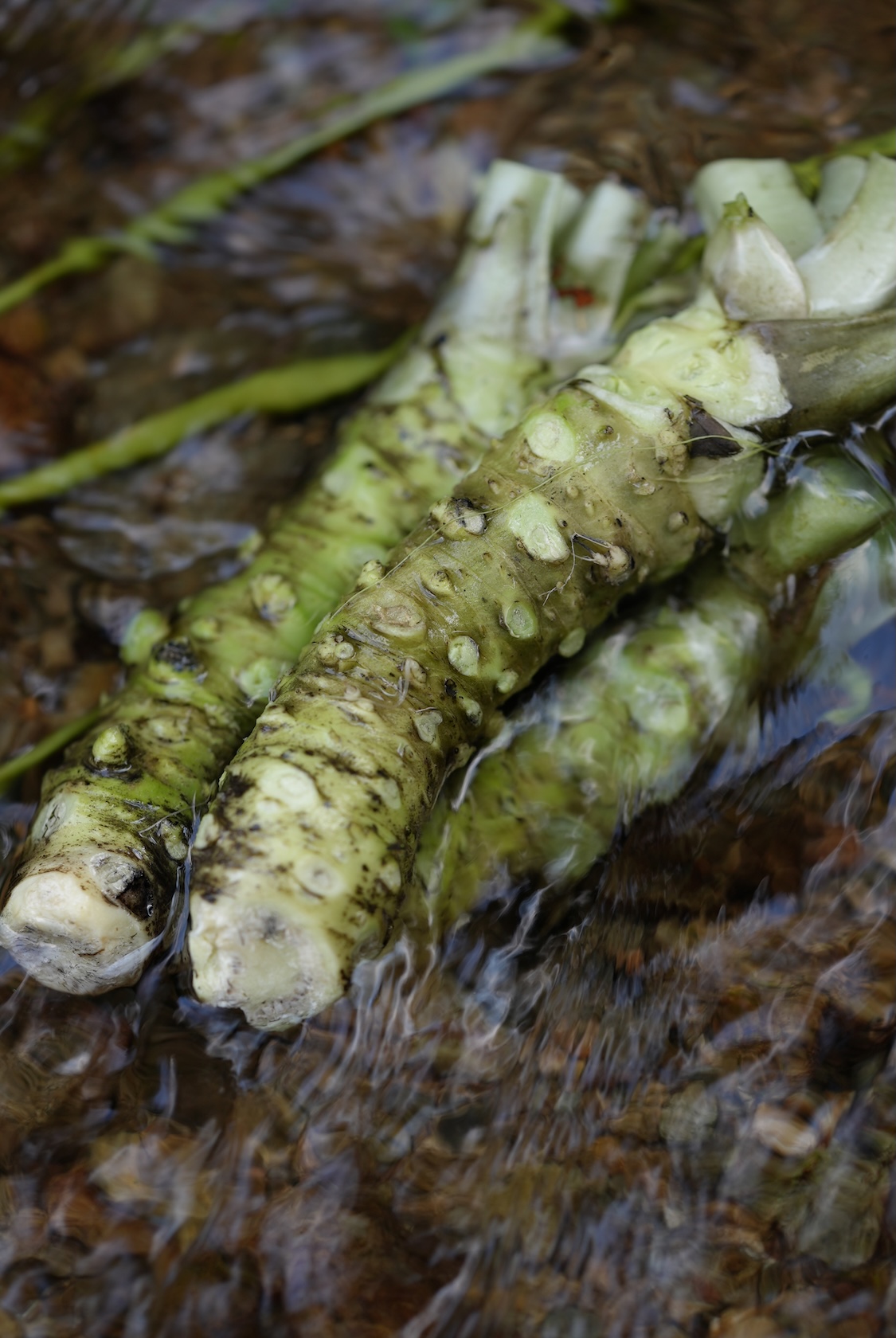 島根わさび | 日原わさび