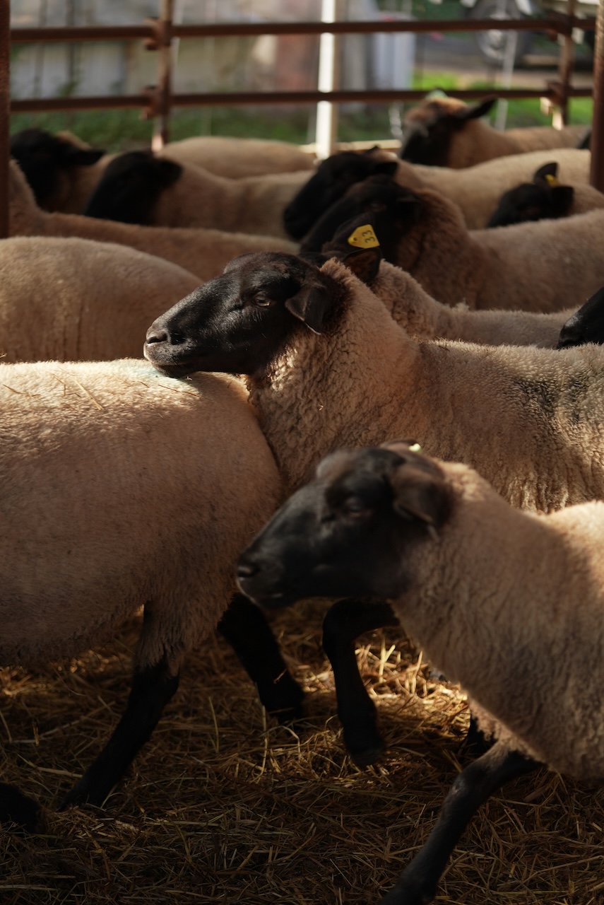 月山高原 花沢ファーム | 羽黒緬羊
