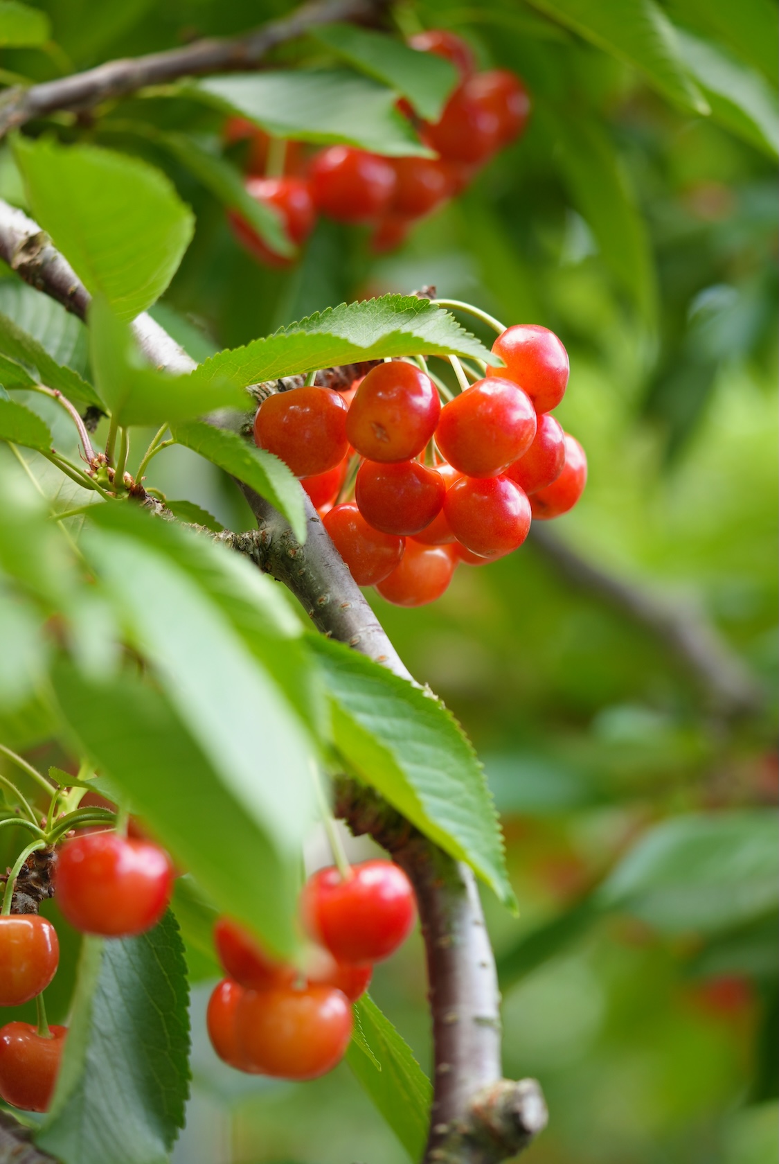 菅忠一郎さん | さくらんぼ