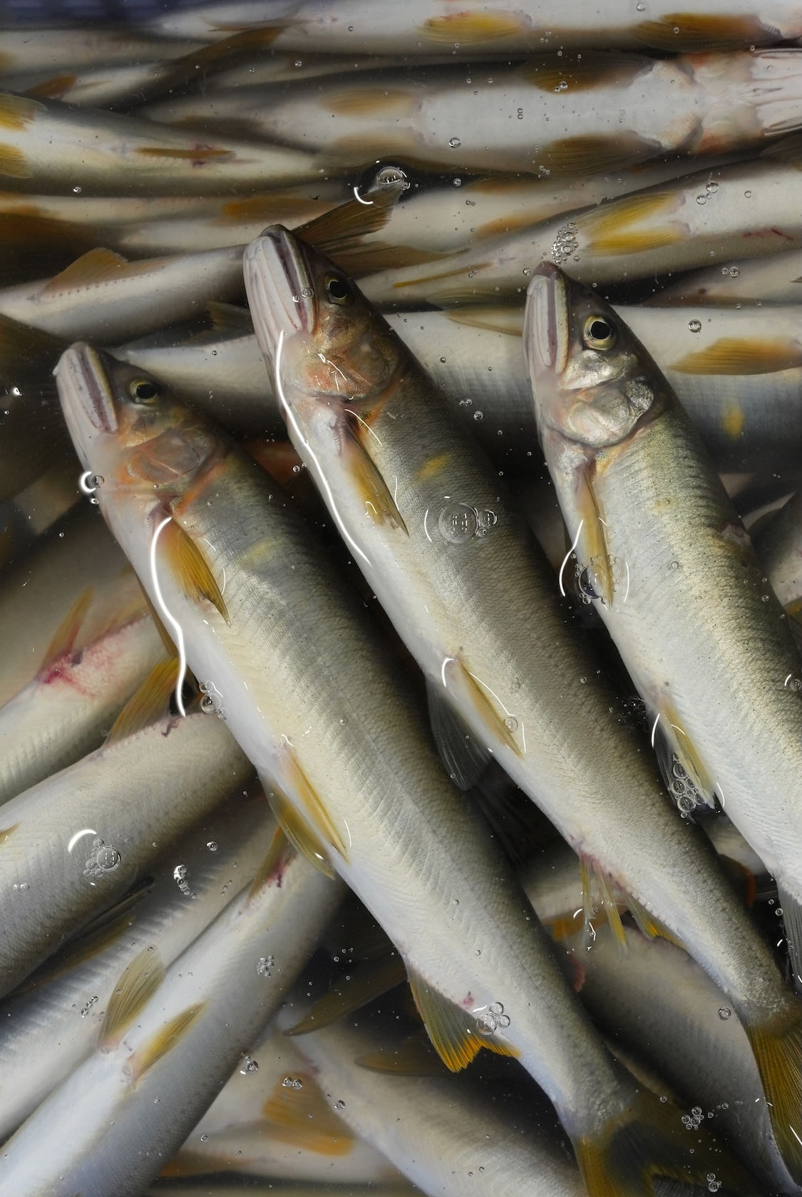 高津川漁協鮎組合　横田本所 | 鮎 身うるか