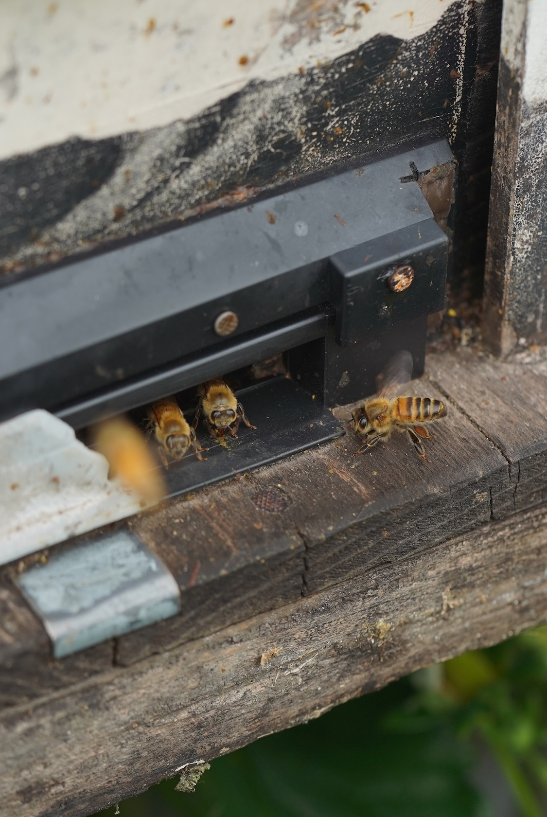 中井農園 | 古都華(ことか)